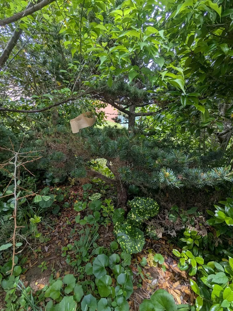 津市にて草刈り、松阪市にて伐採剪定、見積もりに行きました。