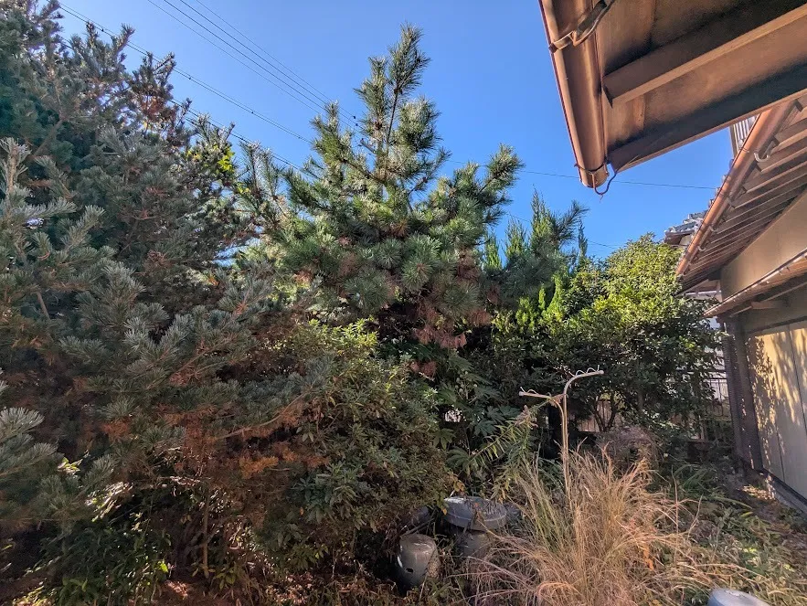津市にて伐採、剪定をしてきました！