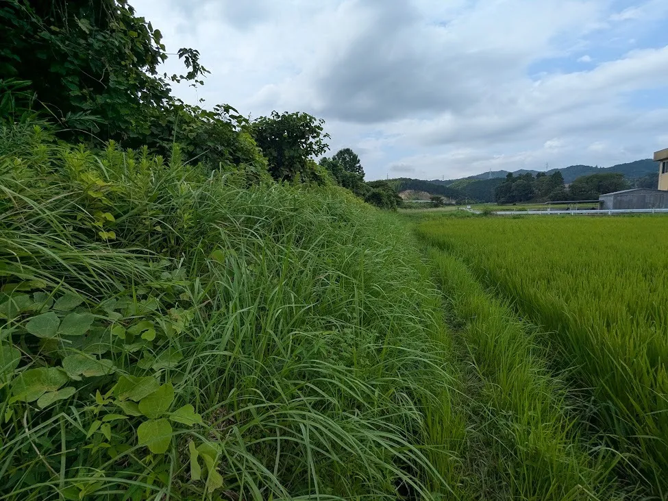松阪市にて草刈りをしてきました！